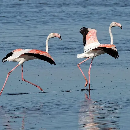 2 Pièces, 6 Pers, Proche Plage, Animaux Acceptés, Parking - Fr-1-307-247 Le Grau-du-Roi